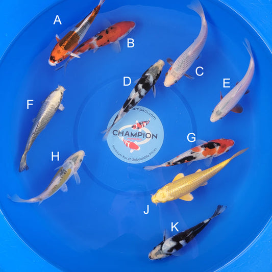 Japanese koi listing 2025APRIL-011 from Ogata koi farm, containing Kujaku, Sanke, Asagi, Shiro Utsuri, Mukashi Ogon, Showa, Yellow Shusui at champkoi.com