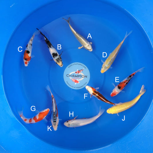 Japanese koi listing 2025APRIL-012 from Ogata koi farm, containing Mukashi Ogon, Shiro Utsuri, Showa, Yellow Shusui, Sanke, Kujaku, Kohaku, Asagi, Yamabuki, Shusui at champkoi.com