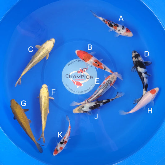 Japanese koi listing 2025APRIL-013 from Ogata koi farm, containing Sanke, Mukashi Ogon, Shiro Utsuri, Shusui, Chagoi, Tancho at champkoi.com