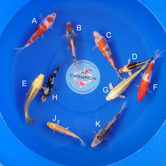 Japanese koi listing 2025APRIL-015 from Ogata koi farm, containing Kohaku, Shusui, Showa, Kujaku, Mukashi Ogon, Ginrin Kohaku, Yamabuki, Shiro Utsuri, Hariwake at champkoi.com
