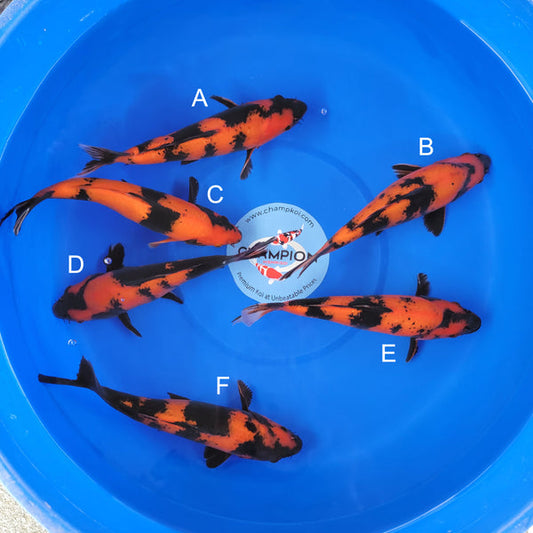 Japanese koi listing 2025APRIL-016 from Shinoda koi farm, containing Hi Utsuri at champkoi.com