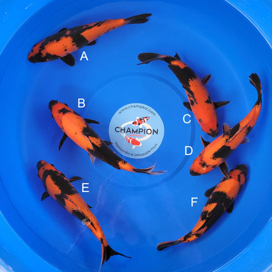 Japanese koi listing 2025APRIL-017 from Shinoda koi farm, containing Hi Utsuri at champkoi.com