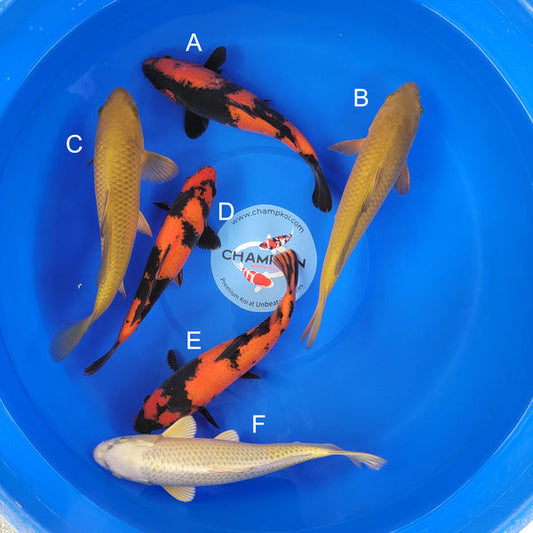 Japanese koi listing 2025APRIL-018 from Shinoda koi farm, containing Hi Utsuri, Chagoi, Mukashi Ogon at champkoi.com