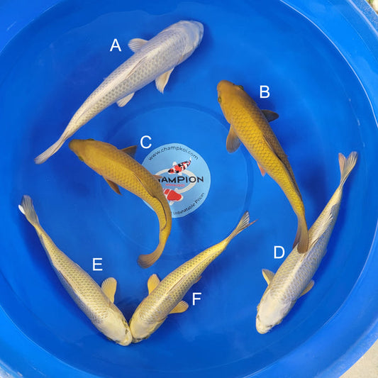 Japanese koi listing 2025APRIL-019 from Ogata koi farm, containing Mukashi Ogon, Chagoi at champkoi.com