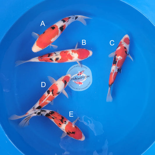 Japanese koi listing 2025APRIL-020 from Ogata koi farm, containing Sanke, Showa at champkoi.com