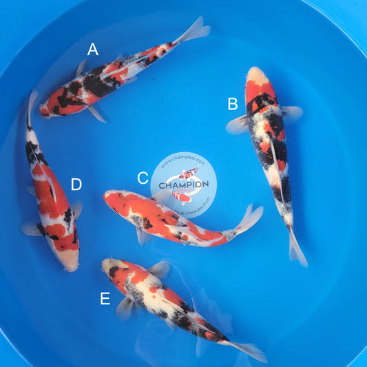 Japanese koi listing 2025APRIL-021 from Ogata koi farm, containing Showa at champkoi.com