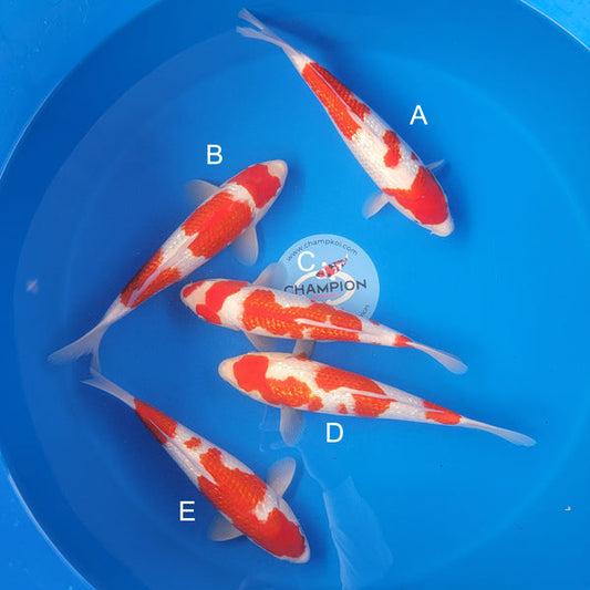 Japanese koi listing 2025APRIL-022 from Ogata koi farm, containing Ginrin Kohaku at champkoi.com