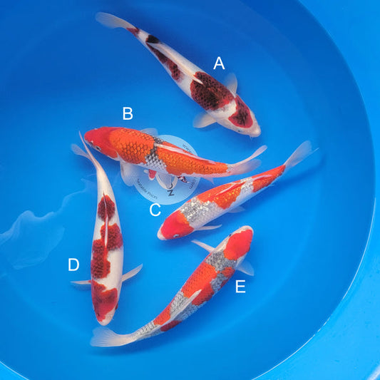 Japanese koi listing 2025APRIL-023 from Ogata koi farm, containing Budo Goromo, Ginrin Goshike, Goshike at champkoi.com