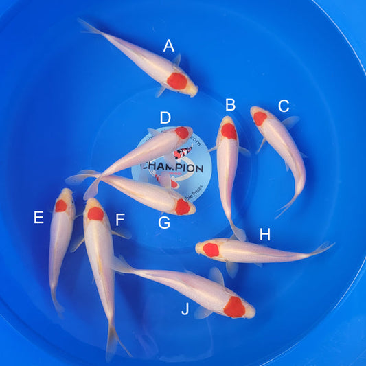 Japanese koi listing 2025APRIL-030 from Marudo koi farm, containing Tancho at champkoi.com