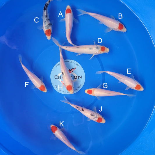 Japanese koi listing 2025APRIL-031 from Marudo koi farm, containing Tancho, Tancho Sanke, Tancho Showa at champkoi.com