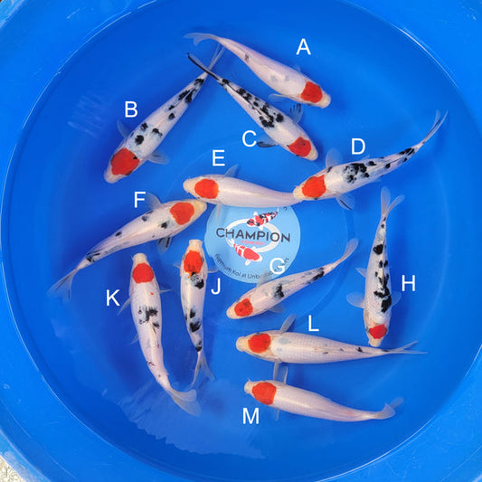 Japanese koi listing 2025APRIL-032 from Marudo koi farm, containing Tancho Sanke, Tancho at champkoi.com