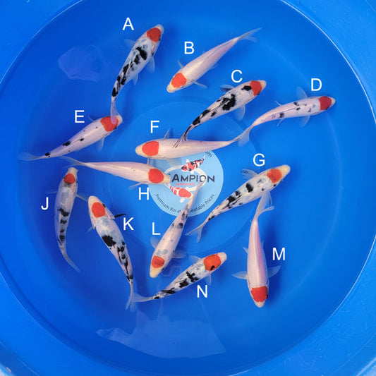 Japanese koi listing 2025APRIL-033 from Marudo koi farm, containing Tancho Sanke, Tancho at champkoi.com