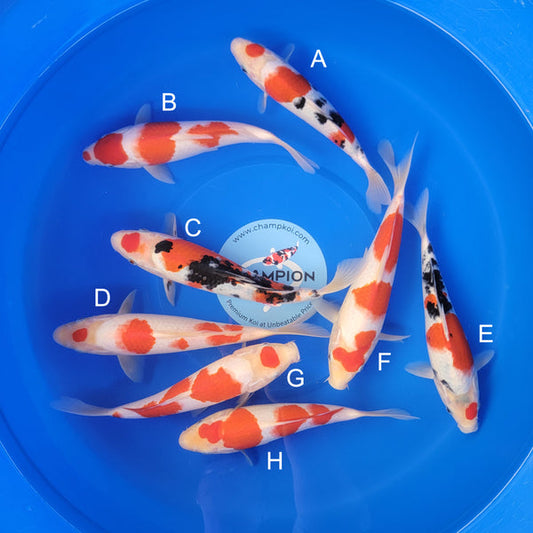 Japanese koi listing 2025APRIL-034 from Marudo koi farm, containing Sanke, Kohaku at champkoi.com