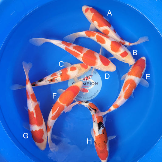 Japanese koi listing 2025APRIL-035 from Marudo koi farm, containing Kohaku, Sanke at champkoi.com