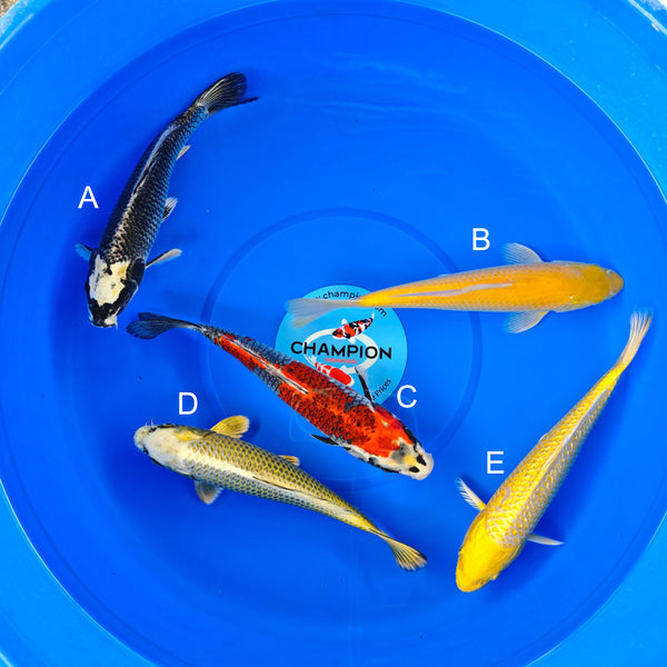 置物 cogu no mori trim&twig 2021-2022 2025 August Tosai - Champion Nishikigoi