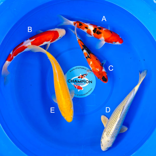 Koi fish for sale — 30-35 cm Ogata Sanke at ChampKoi
