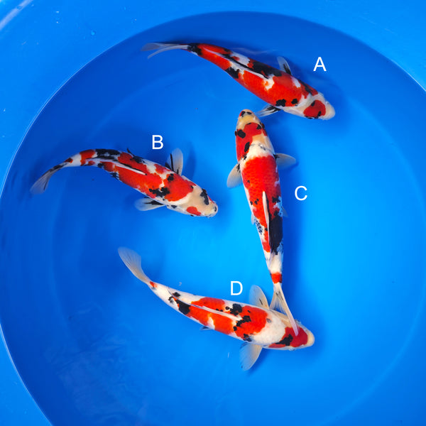 Koi fish for sale — 35-40 cm Ogata Showa at ChampKoi