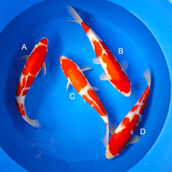 Koi fish for sale — 40-45 cm Ogata Kohaku at ChampKoi