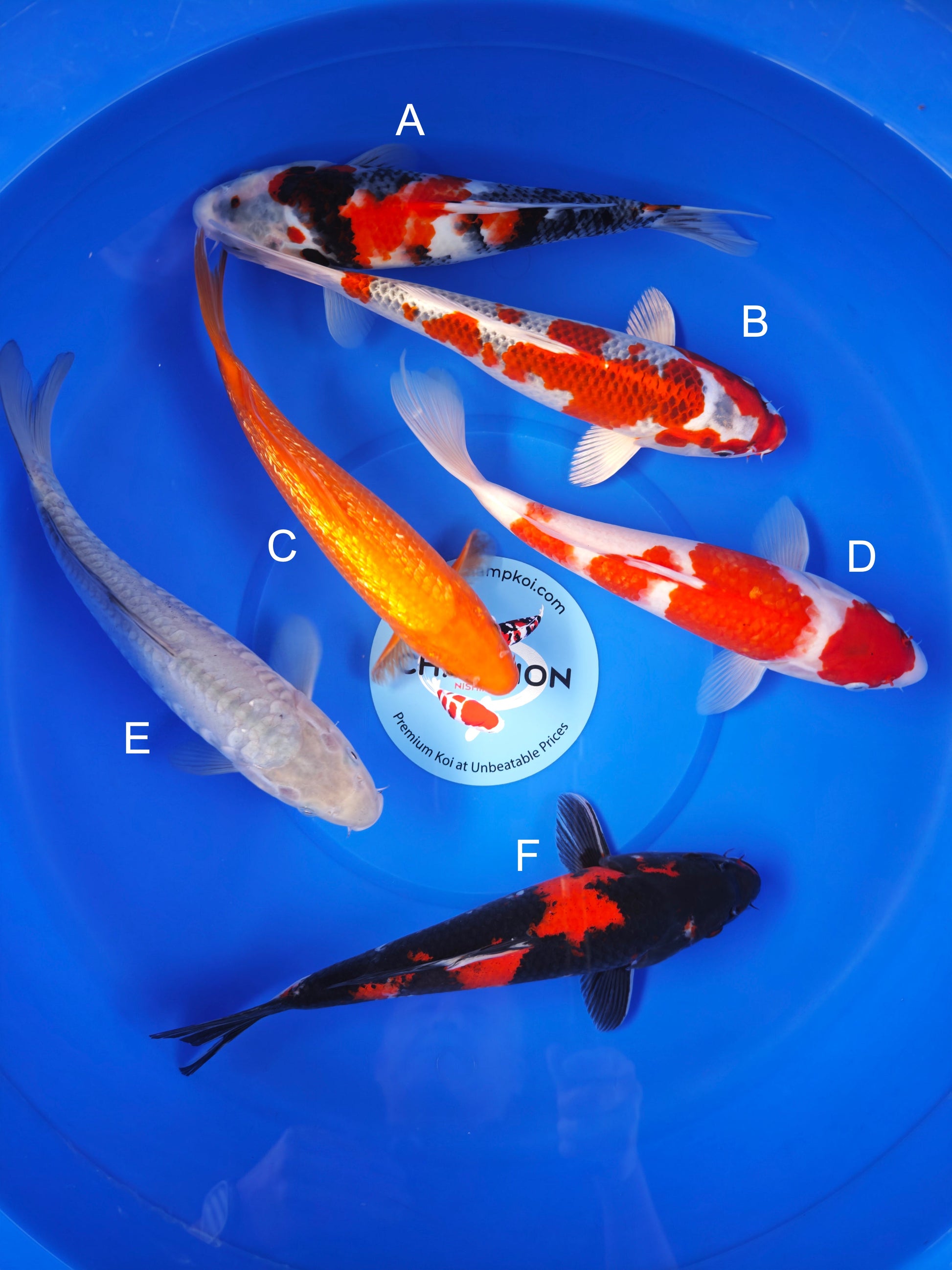 Koi fish for sale — 25-29 cm Marusei Showa at ChampKoi