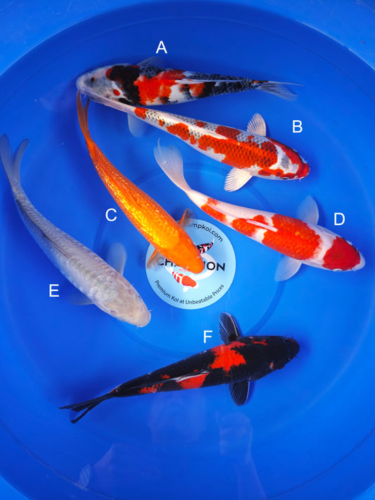 Koi fish for sale — 25-29 cm Marusei Showa at ChampKoi