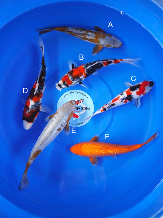 Koi fish for sale — 25-29 cm Marusei Doitsu Ochiba at ChampKoi