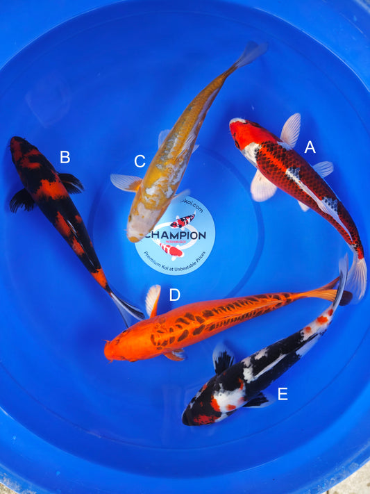 Koi fish for sale — 30-33 cm Marusei Kujaku at ChampKoi