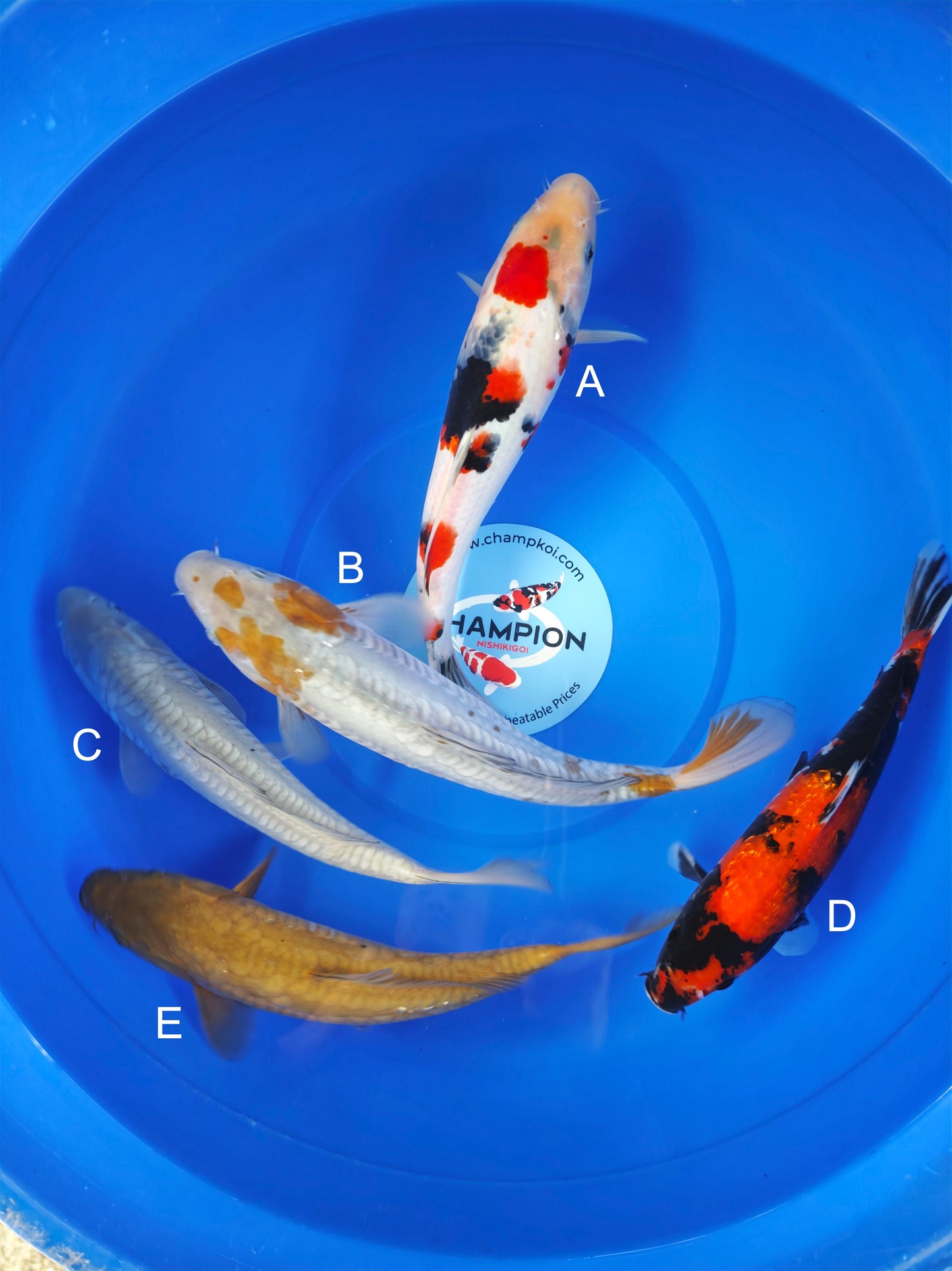 Koi fish for sale — 30-33 cm Marusei Showa at ChampKoi