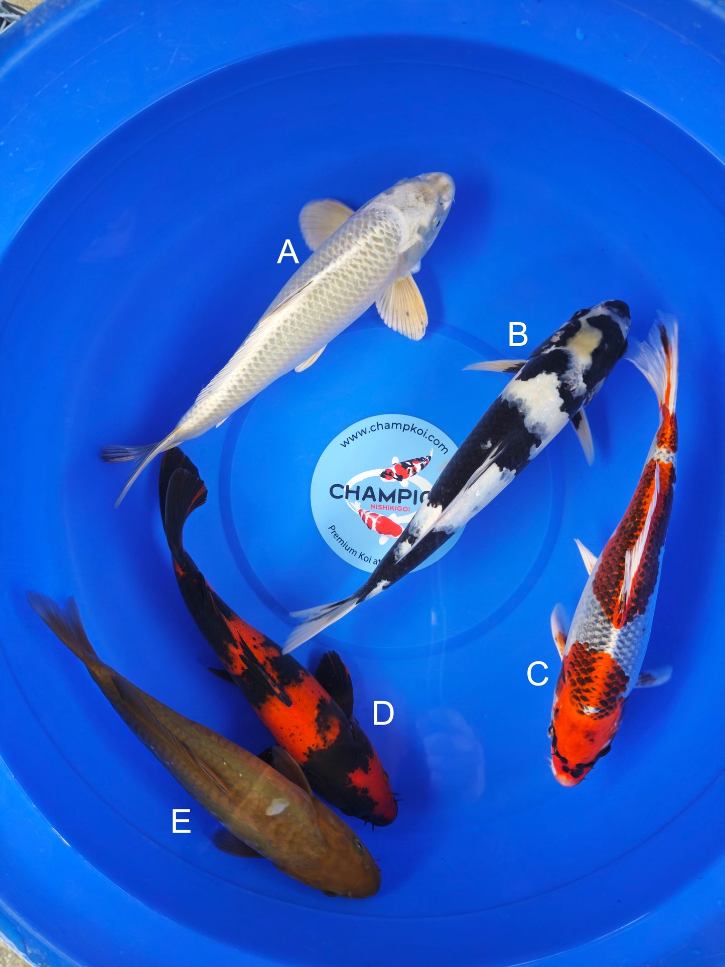 Koi fish for sale — 30-33 cm Marusei Karashigoi at ChampKoi