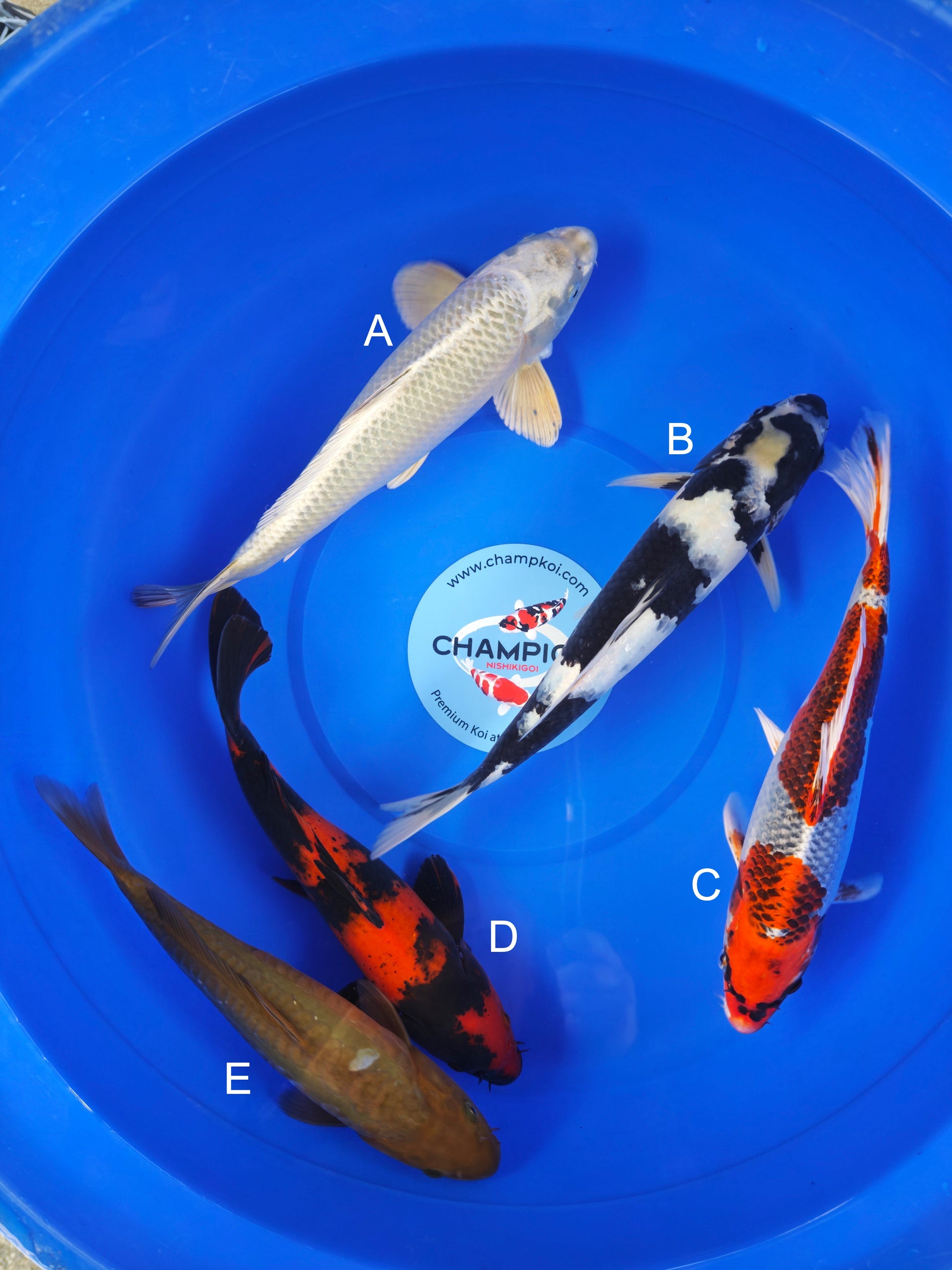 Koi fish for sale — 30-33 cm Marusei Karashigoi at ChampKoi