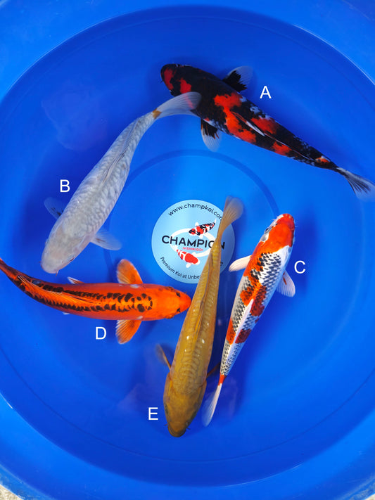 Koi fish for sale — 30-33 cm Marusei Showa at ChampKoi