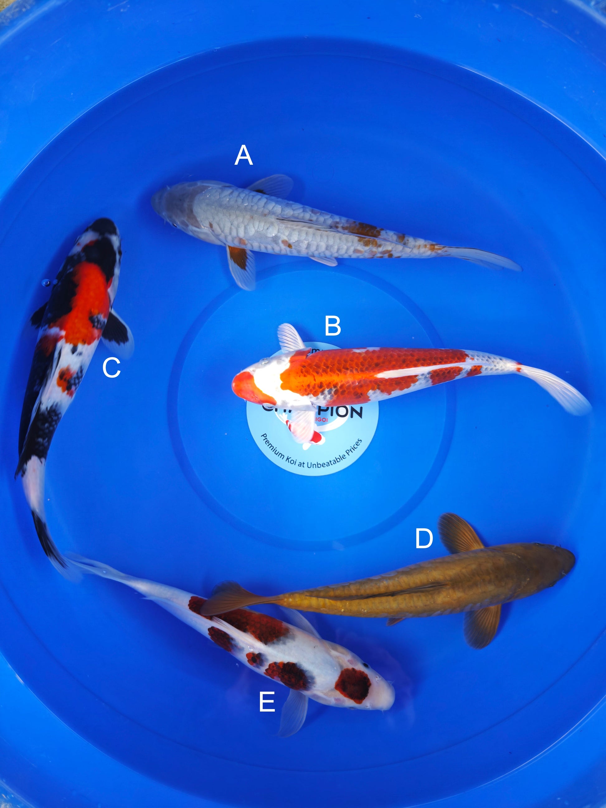 Koi fish for sale — 30-33 cm Marusei Doitsu Ochiba at ChampKoi