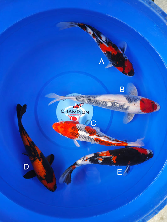 Koi fish for sale — 30-33 cm Marusei Showa at ChampKoi