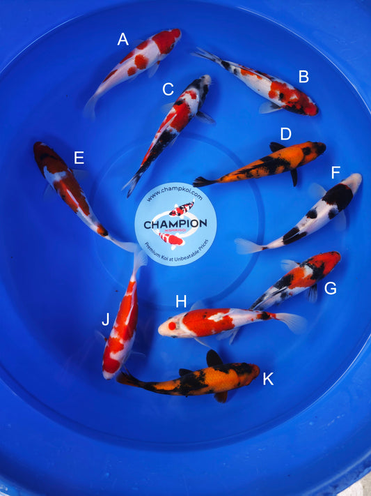 Koi fish for sale — 18-22 cm Ogata Kohaku at ChampKoi