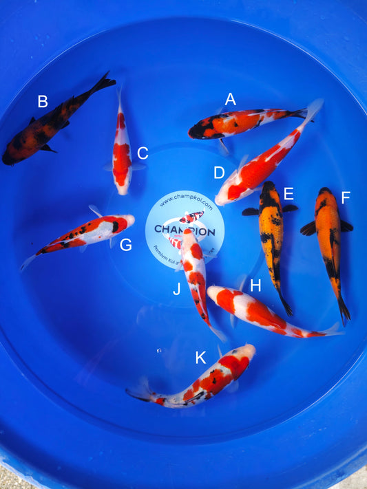 Koi fish for sale — 18-22 cm Ogata Showa at ChampKoi