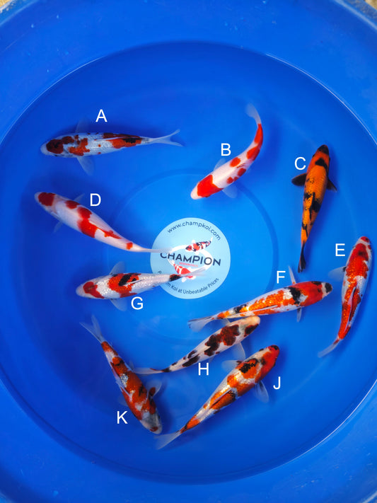Koi fish for sale — 18-22 cm Ogata Ginrin Showa at ChampKoi