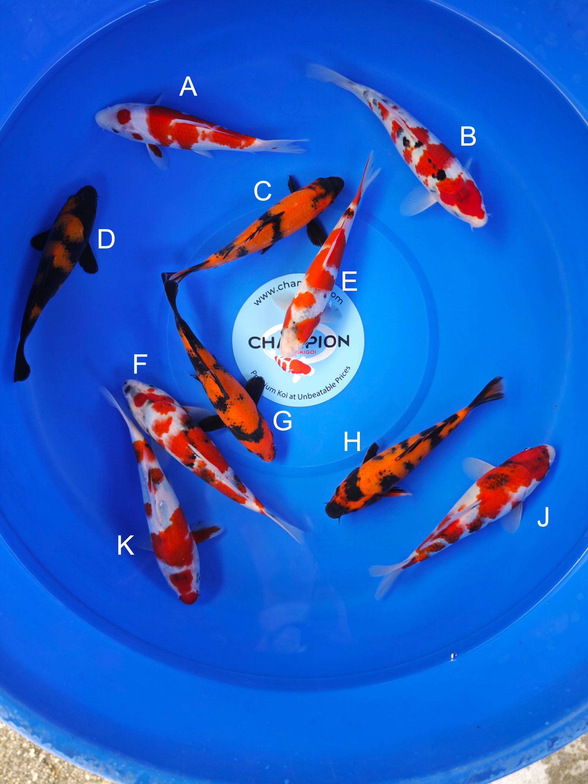 Koi fish for sale — 18-22 cm Ogata Kohaku at ChampKoi