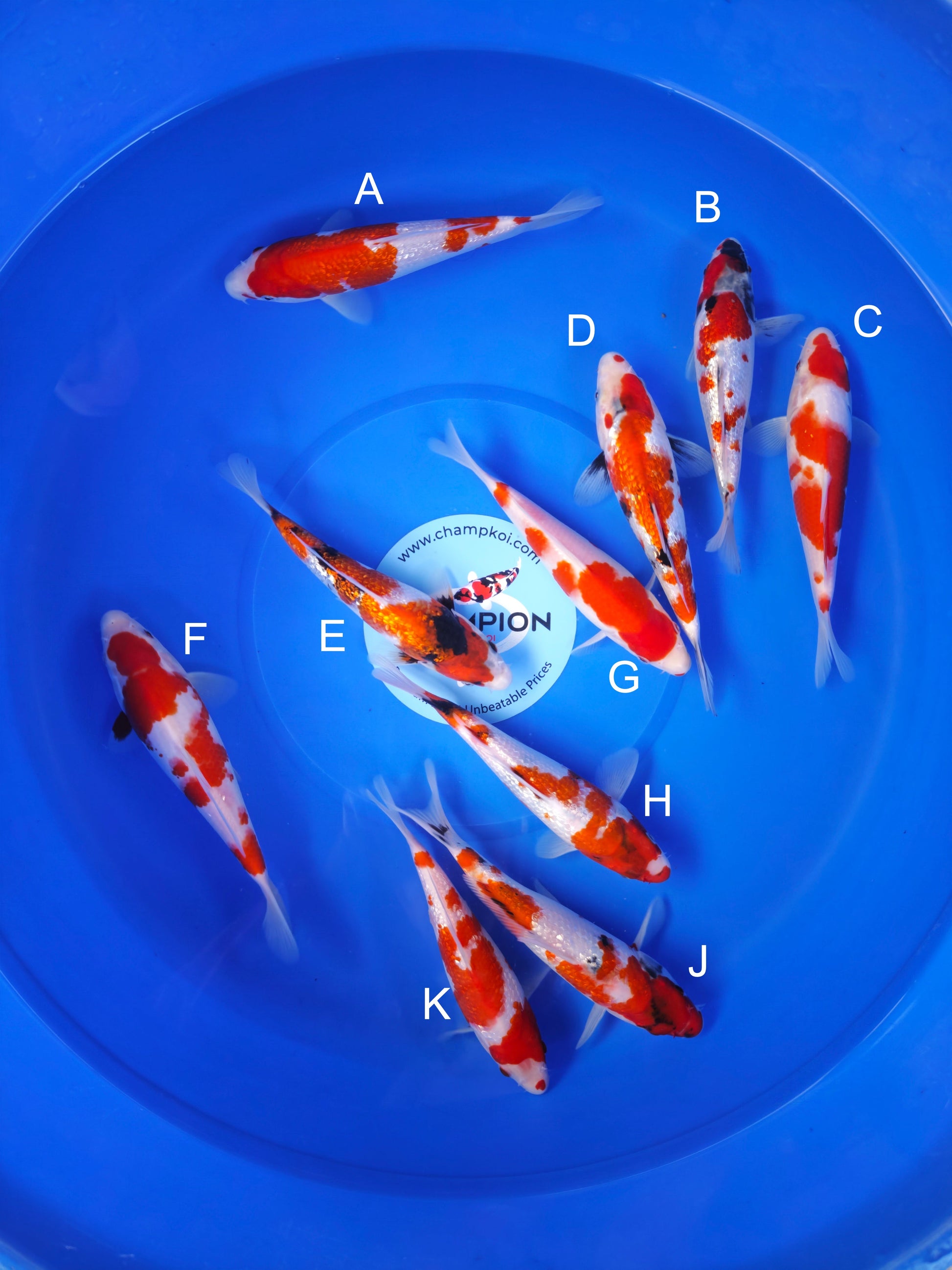 Koi fish for sale — 18-22 cm Ogata Kohaku at ChampKoi