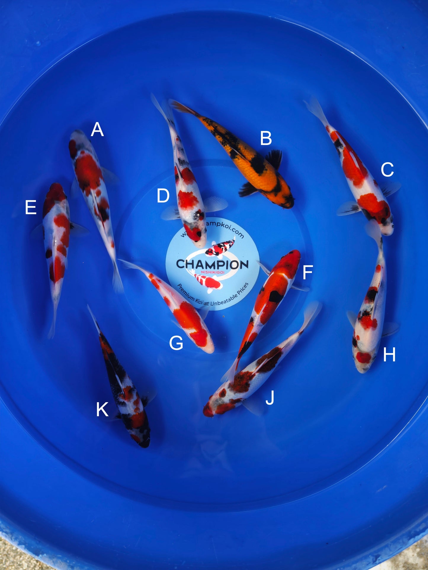 Koi fish for sale — 18-20 cm Ogata Showa at ChampKoi