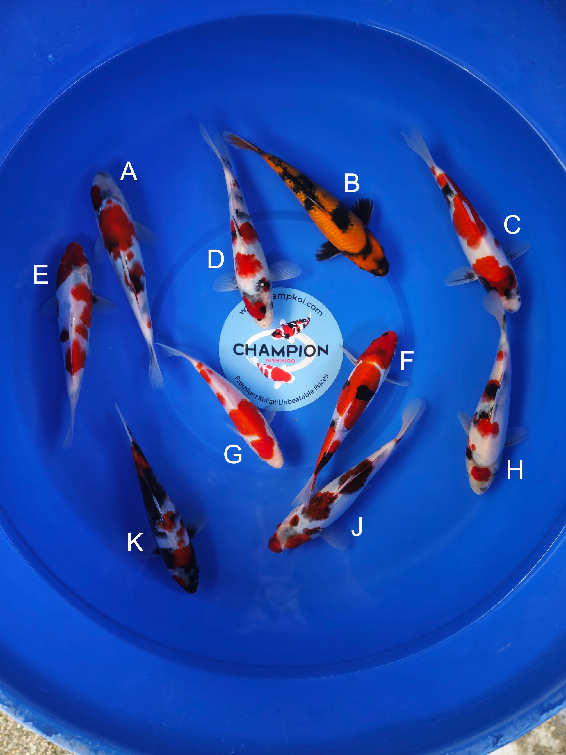 Koi fish for sale — 18-20 cm Ogata Showa at ChampKoi