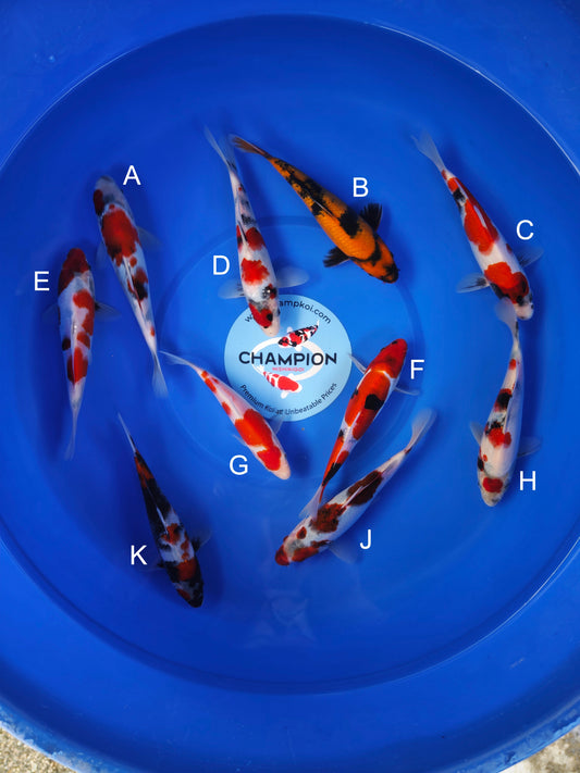 Koi fish for sale — 18-20 cm Ogata Showa at ChampKoi