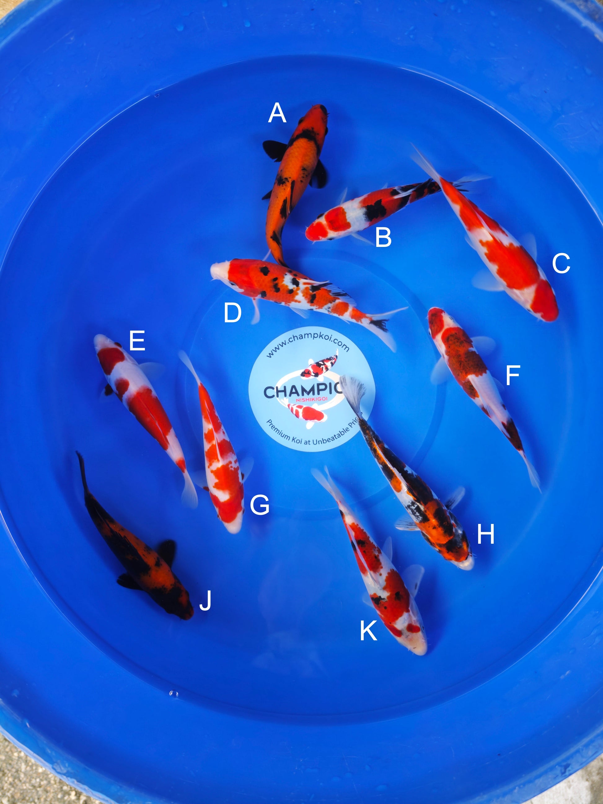 Koi fish for sale — 18-20 cm Ogata Hi Utsuri at ChampKoi