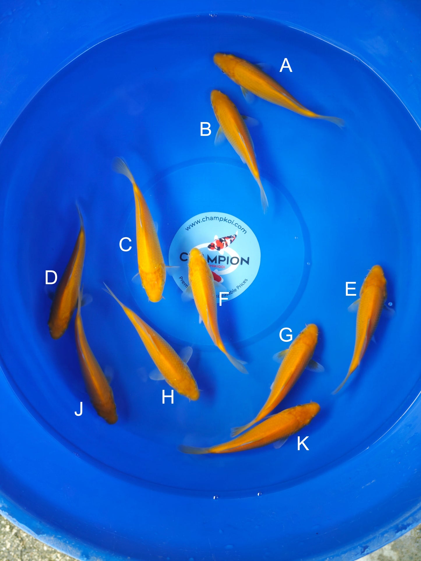 Koi fish for sale — 18-20 cm Ogata Karashigoi at ChampKoi