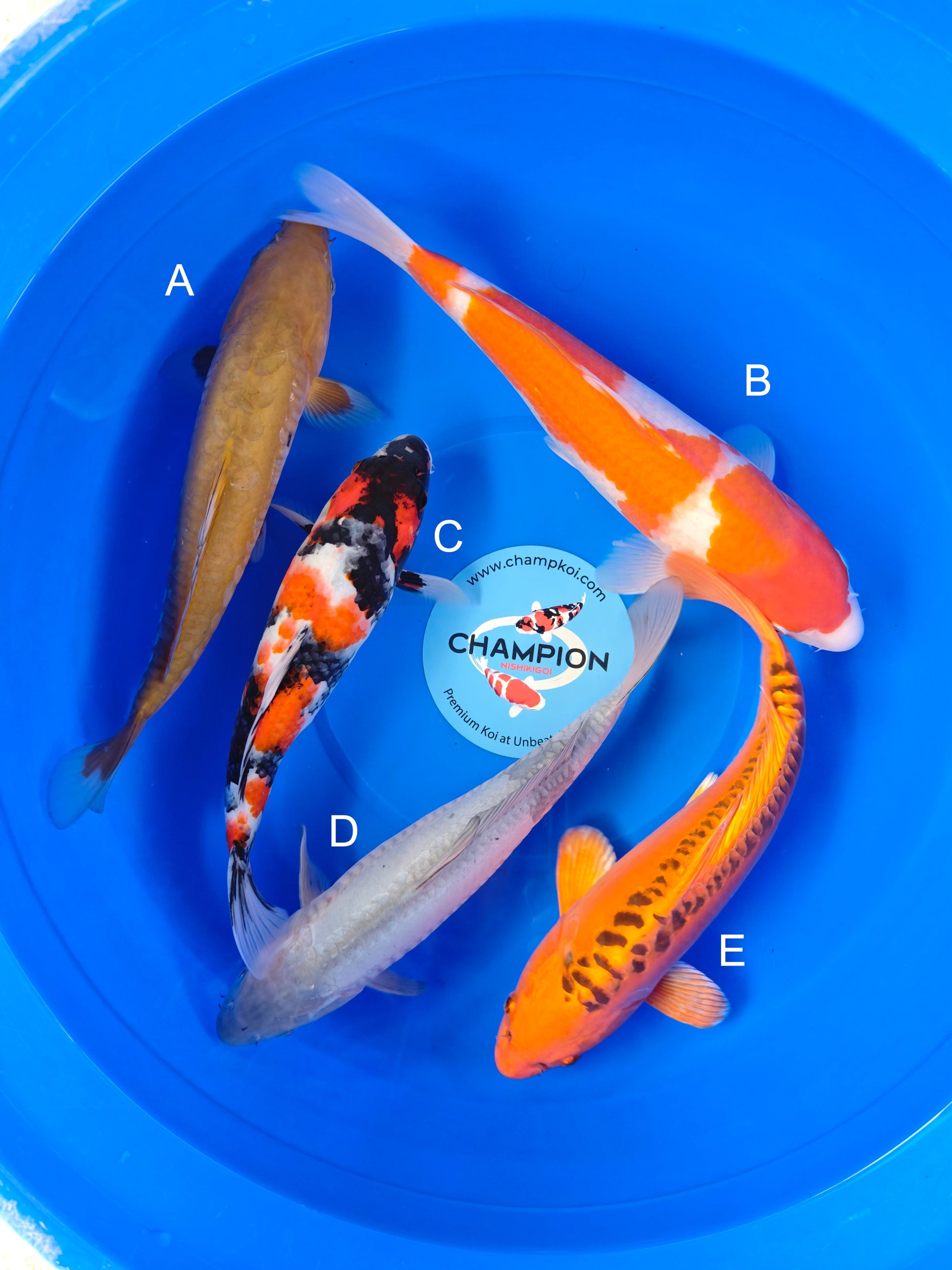 Koi fish for sale — 33-35 cm Marusei Doitsu Chagoi at ChampKoi