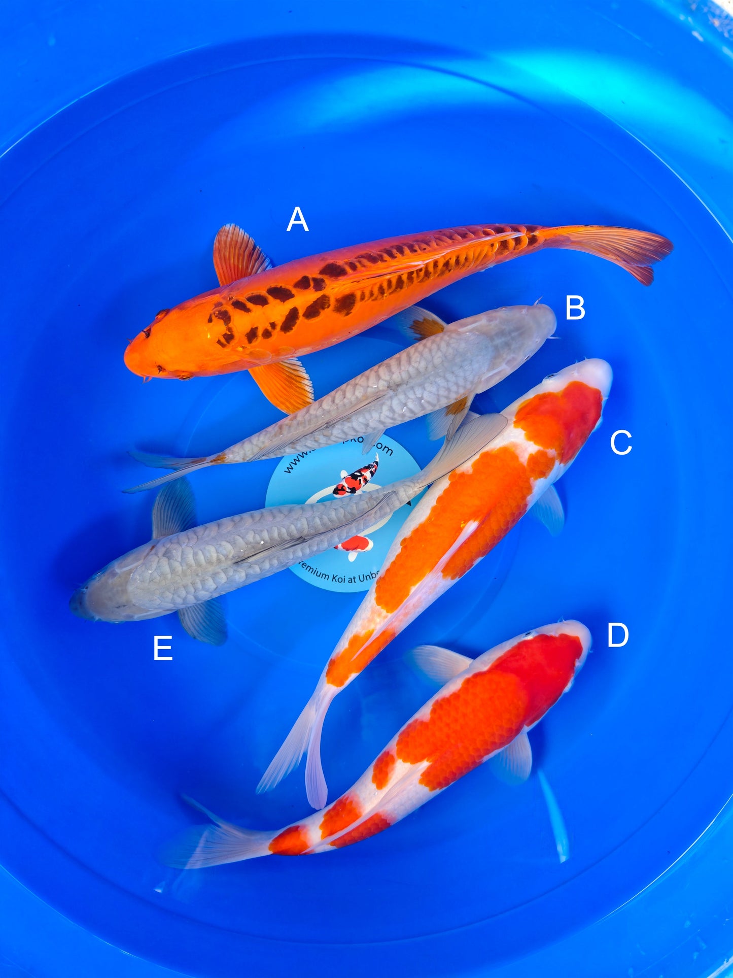 Koi fish for sale — 33-35 cm Marusei Mizuho Ogon at ChampKoi