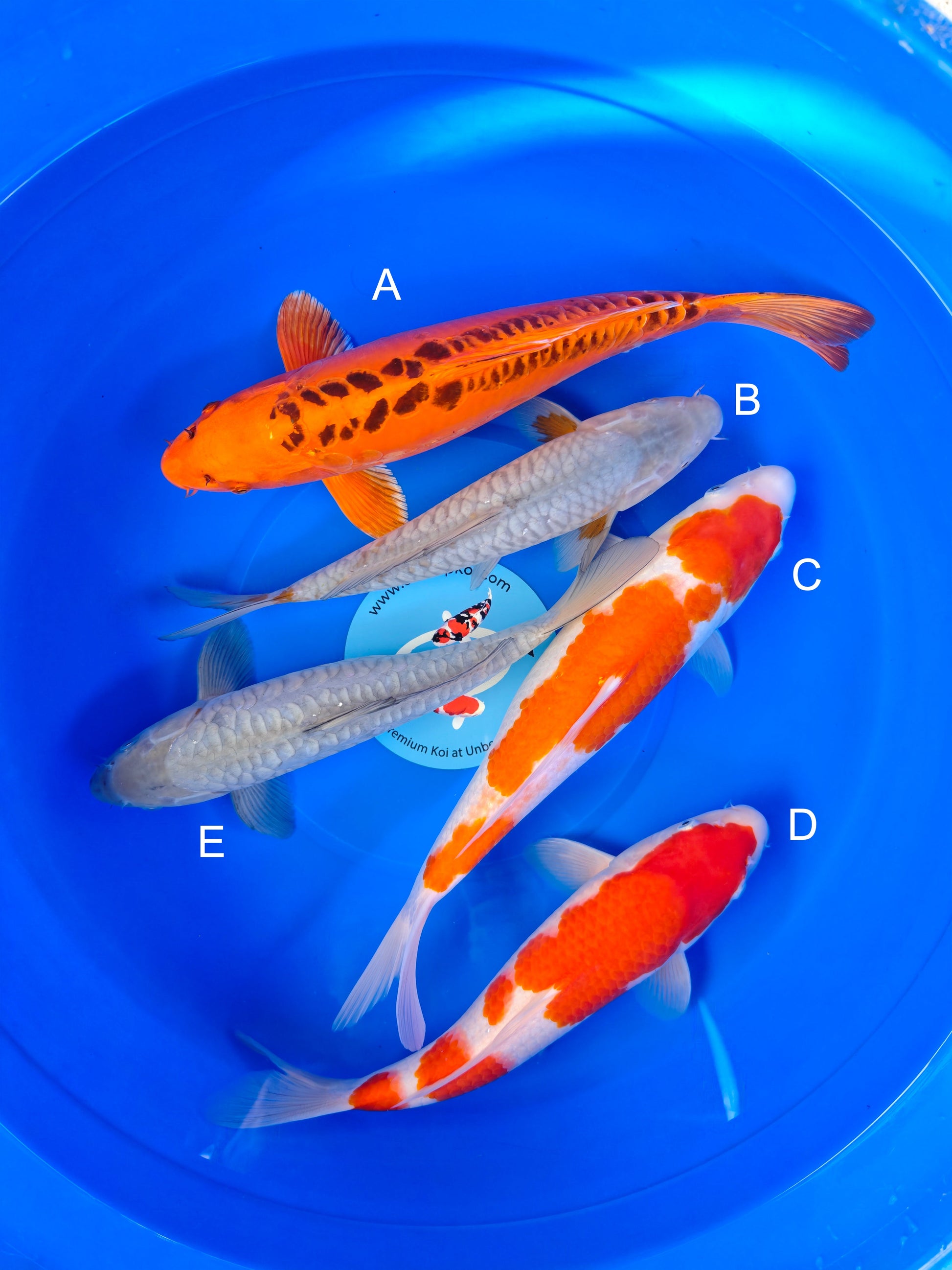 Koi fish for sale — 33-35 cm Marusei Mizuho Ogon at ChampKoi