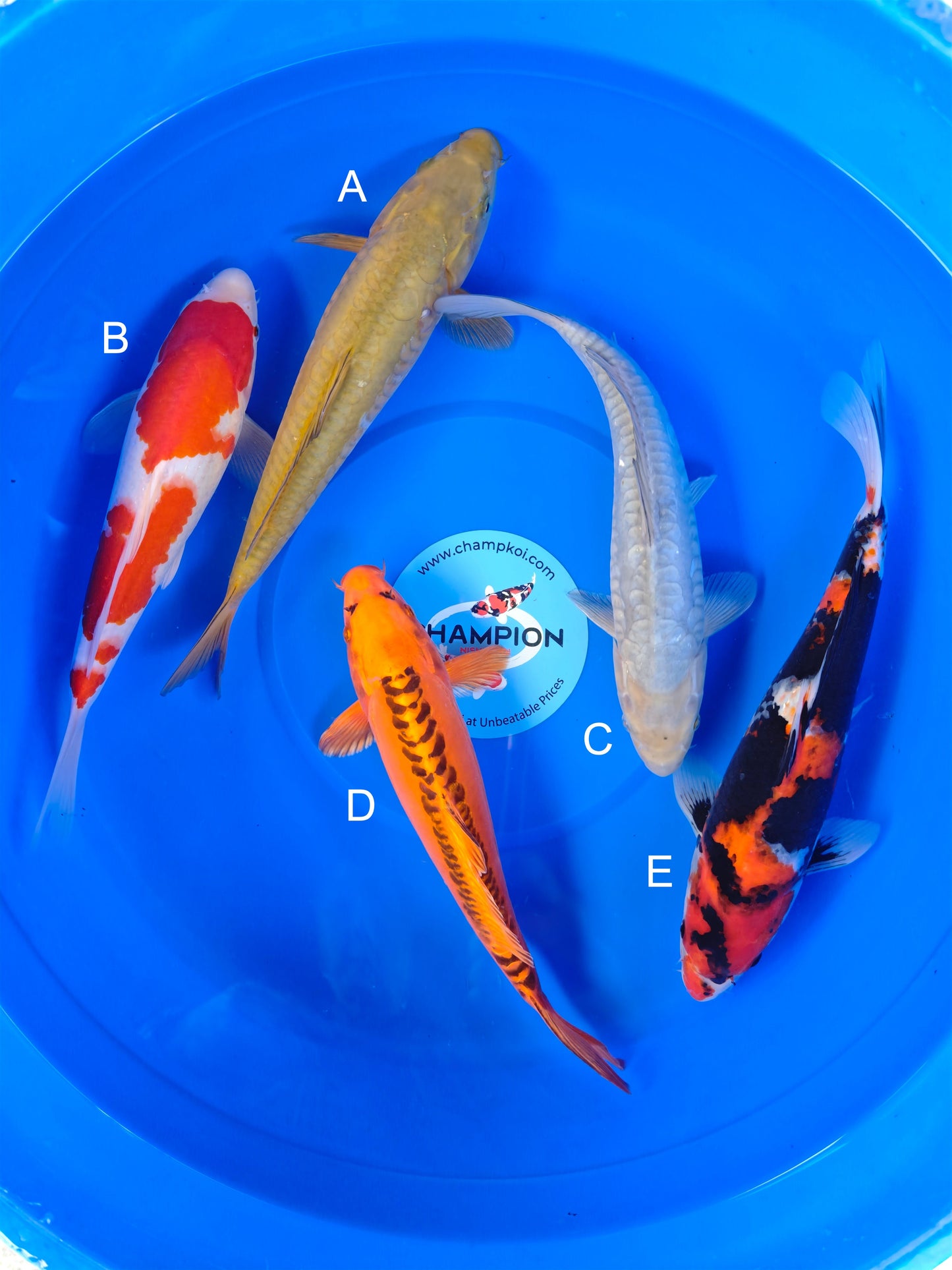 Koi fish for sale — 33-35 cm Marusei Doitsu Chagoi at ChampKoi