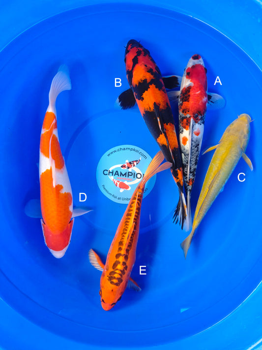 Koi fish for sale — 30-35 cm Marusei Showa at ChampKoi