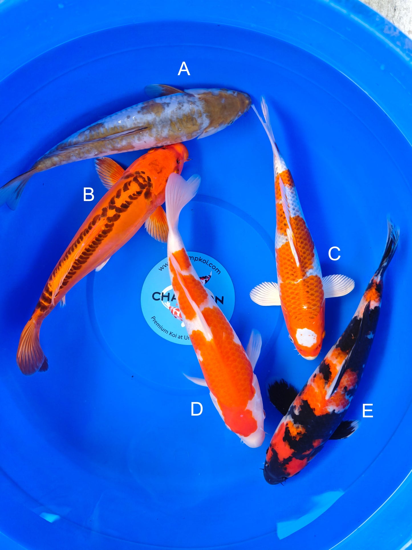 Koi fish for sale — 30-35 cm Marusei Doitsu Ochiba at ChampKoi