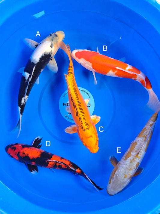 Koi fish for sale — 30-35 cm Marusei Shiro Utsuri at ChampKoi