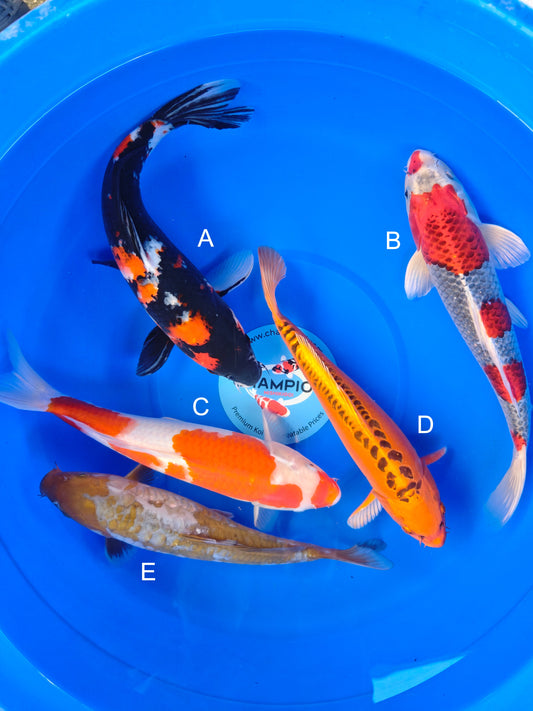 Koi fish for sale — 30-35 cm Marusei Showa at ChampKoi